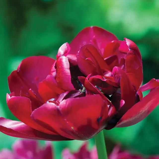 World Botanics Tulp Antraciet bloembollen rood 15 stuks