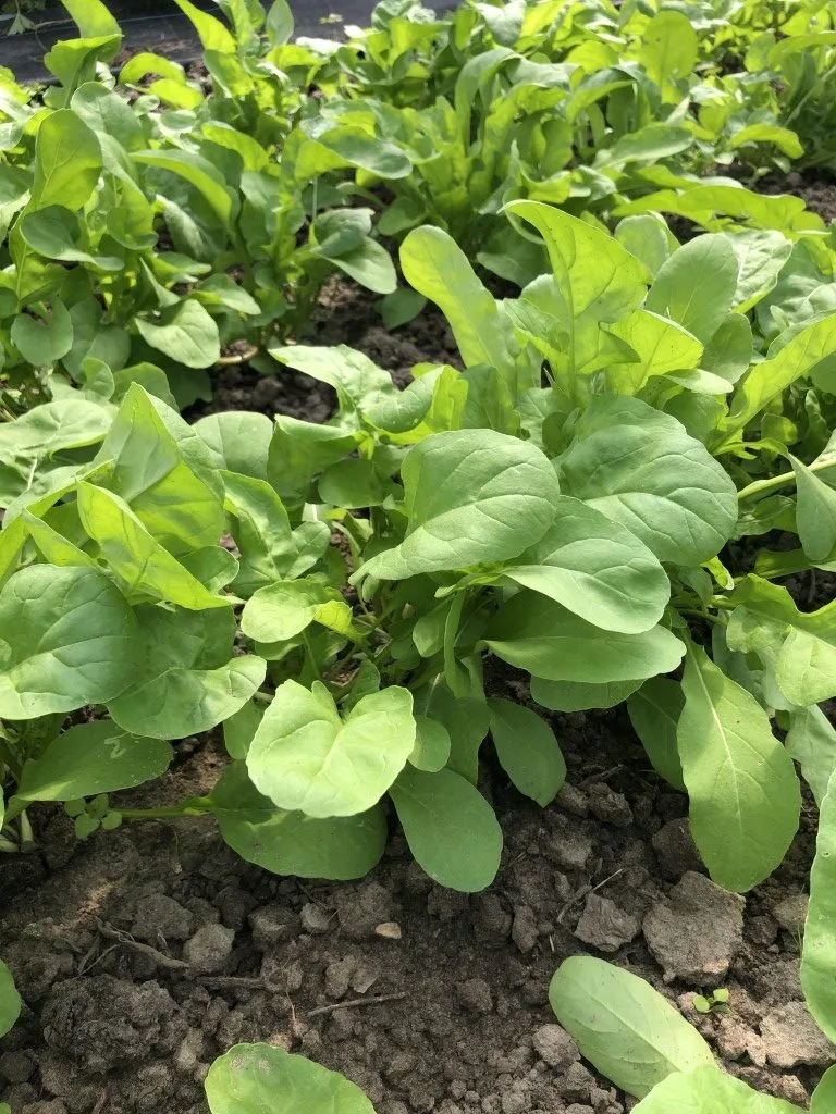 Vitale Rassen Ruca gewone rucola zaden onbespoten