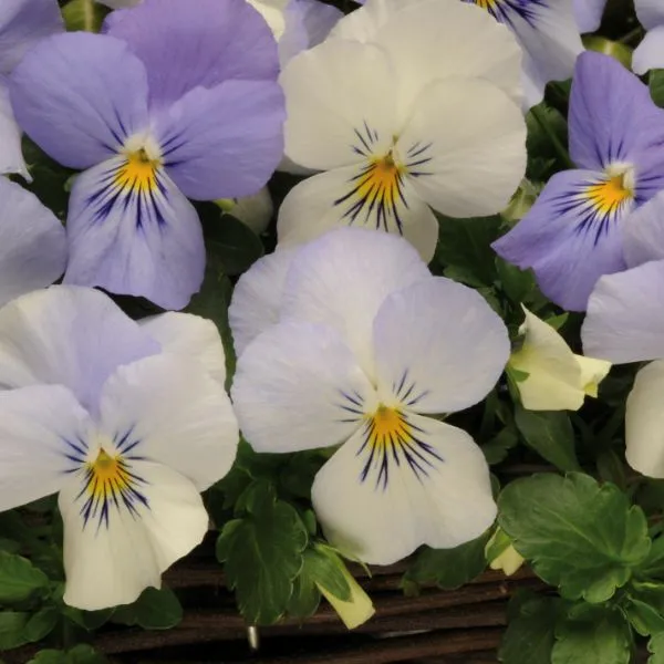 World Botanics Cool Wave Frost viooltjes planten 15 stuks wit