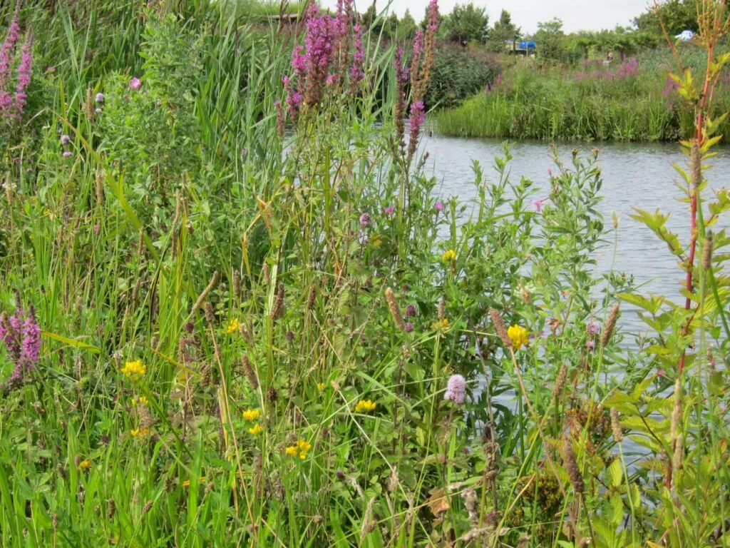 MediGran Ruigteflora RN-27 zaden natte bodem onbespoten