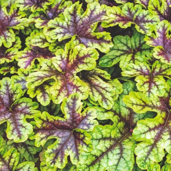 World Botanics Alabama Sunrise heucherella plant 9cm pot