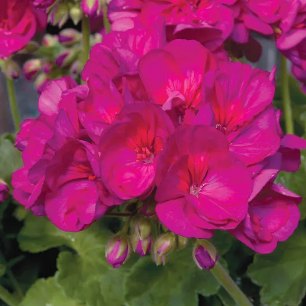 World Botanics Zonal Collectie geranium 15 jonge planten mix