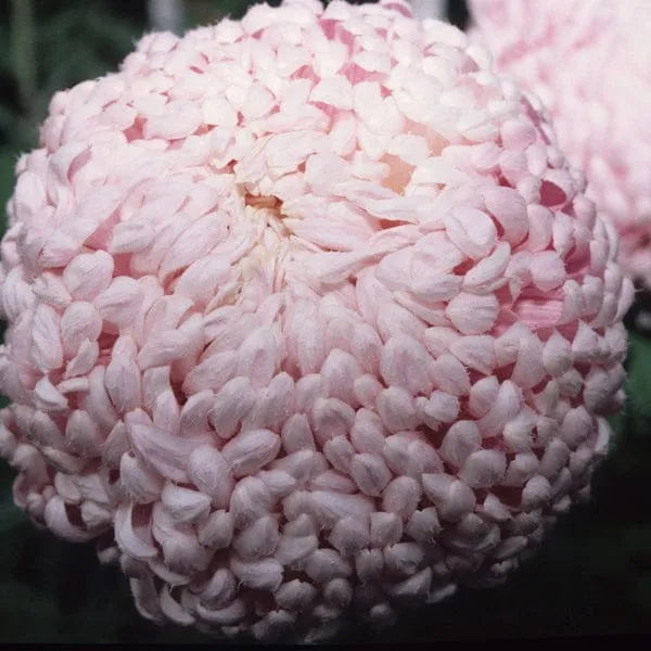 World Botanics Chrysanthemum Dartmoor Collectie 5 planten