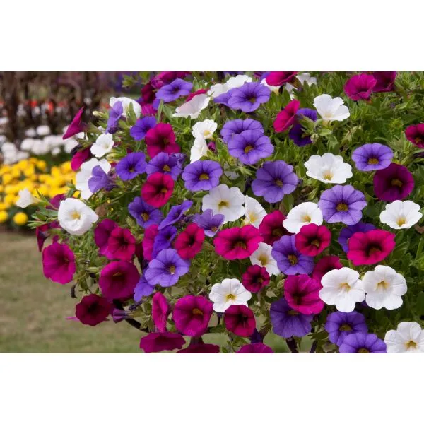Trixi Spirit calibrachoa bloemplanten 5 jonge planten zon