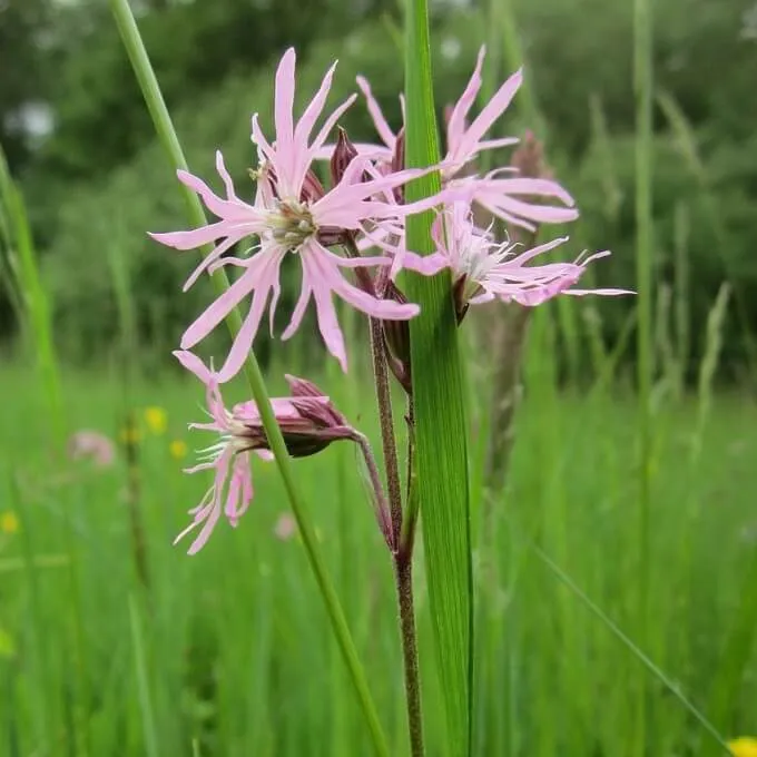 MediGran Silene flos-cuculi Echte koekoeksbloem zaden