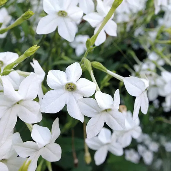 World Botanics Nicotiana Grandiflora tuinplanten 15 stuks wit