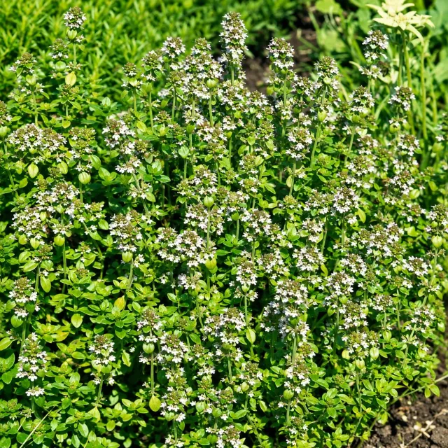 World Botanics Winter Savory bonenkruid planten 3x9cm winterhard
