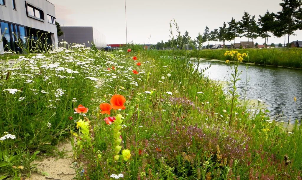 MediGran Graslandflora GD-62 bloemenzaden droge grond