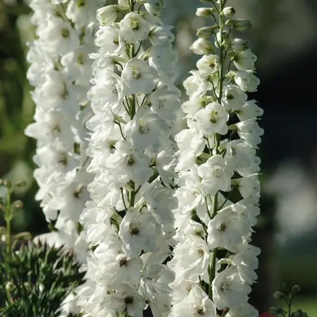 Delphinium Aurora White bloemplanten wit 5 stuks