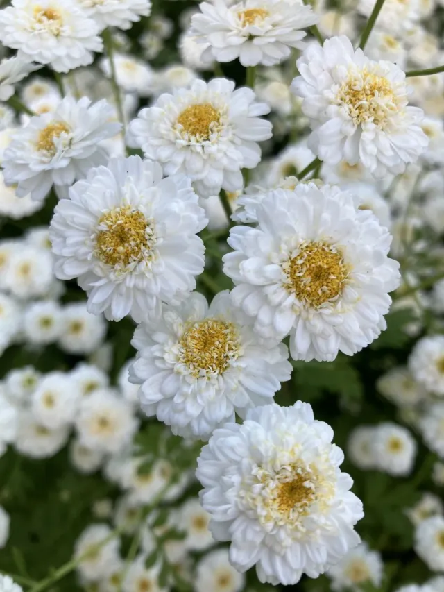 Vitale Rassen Tetra White moederkruid zaden wit