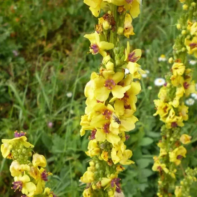 MediGran Verbascum nigrum zwarte toorts zaden geel