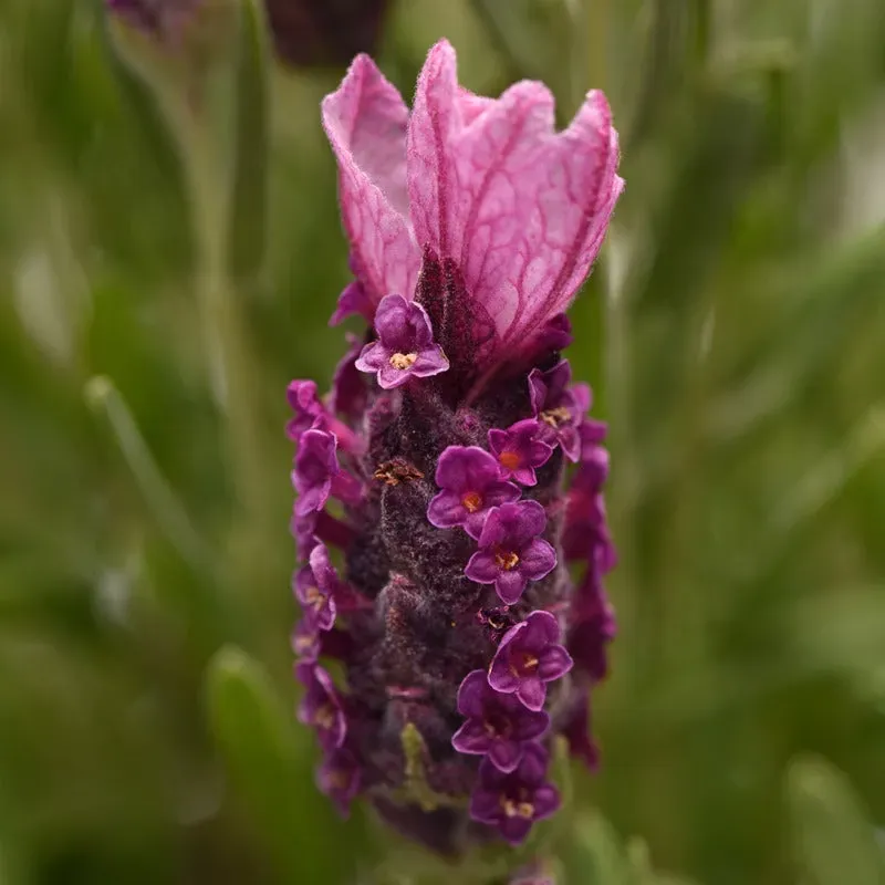 World Botanics Lavendula Stoechas Deep Rose lavendelplanten 3 jonge planten