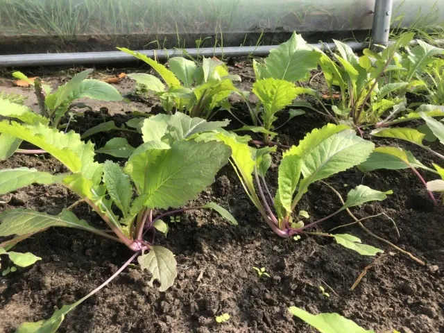 Vitale Rassen Bladmosterd Pink Lettucy zaden onbespoten