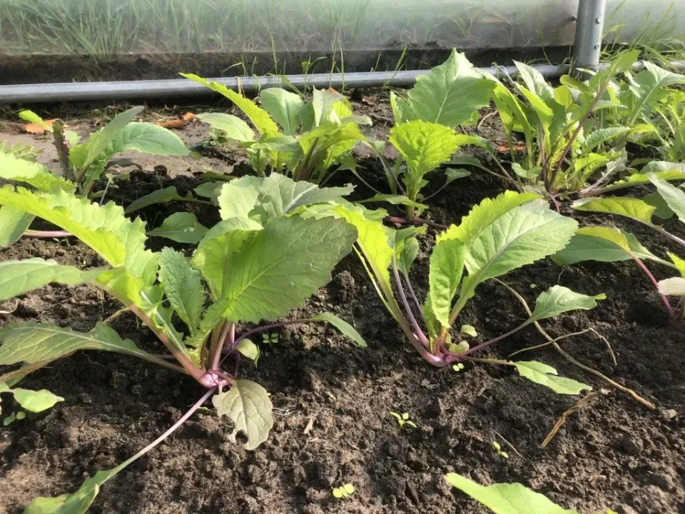 Vitale Rassen Bladmosterd Pink Lettucy zaden onbespoten