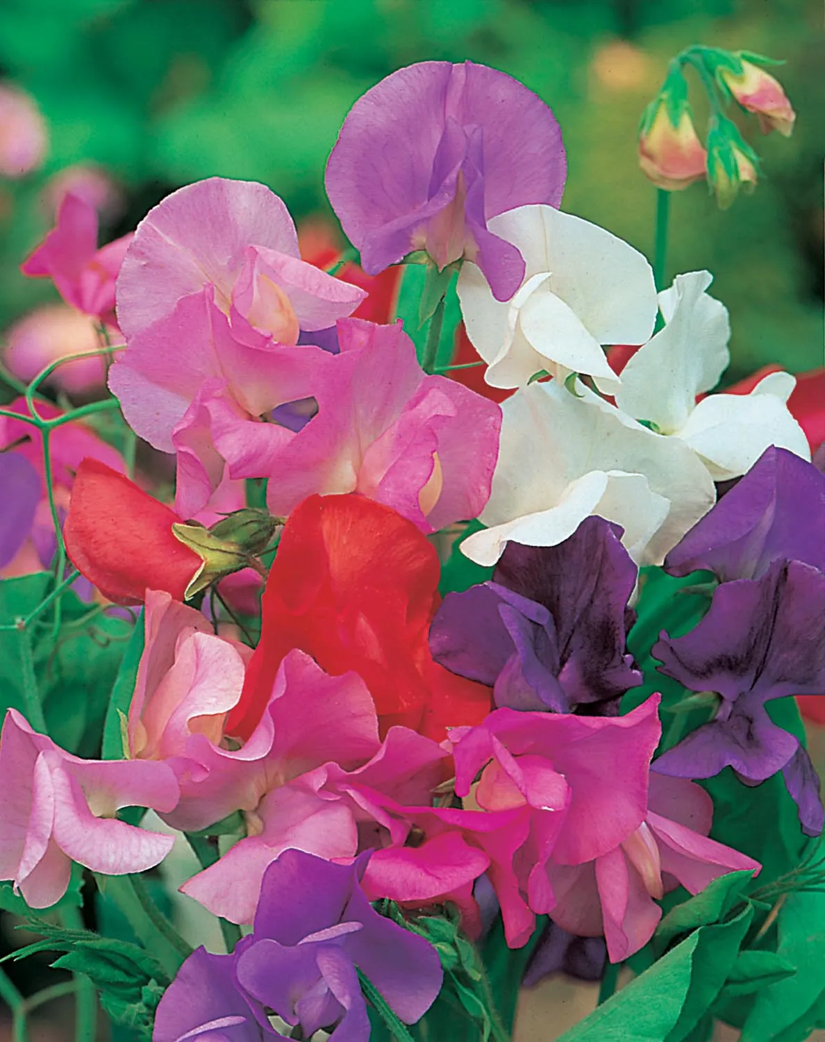 World Botanics Sweet Pea Giant Wave Mixed bloemzaden