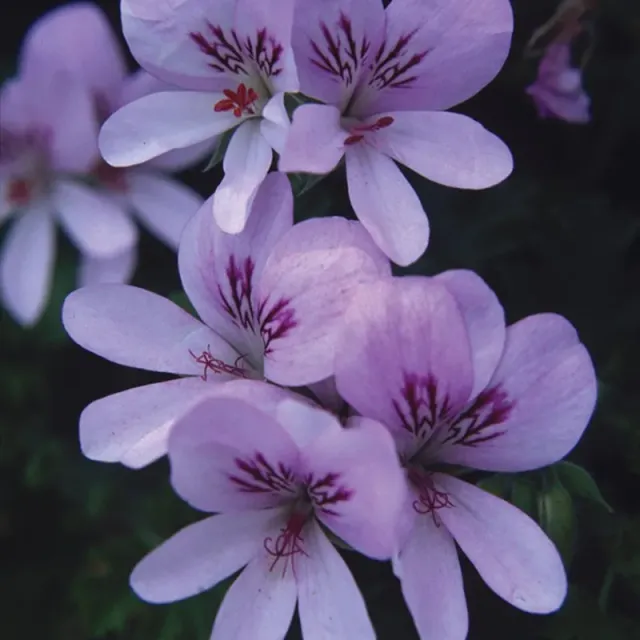 World Botanics Pelargonium Prince of Orange jonge planten 3 stuks sinaasappelgeur