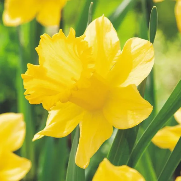 World Botanics Dutch Master narcissenbollen 15 stuks geel