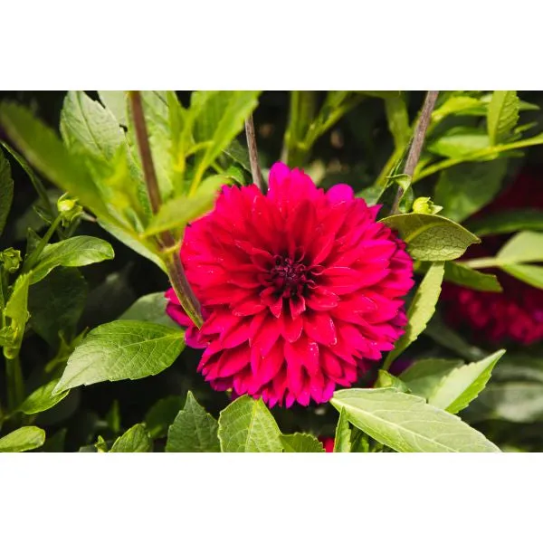 World Botanics Dahlia Mister Blue bloemplant 1 knol roze-paars