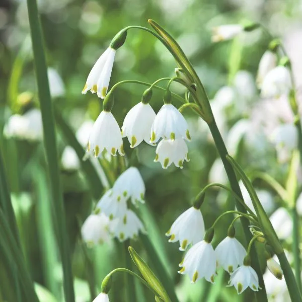 World Botanics Gravetye Giant lenteklokje bloembollen 10 stuks