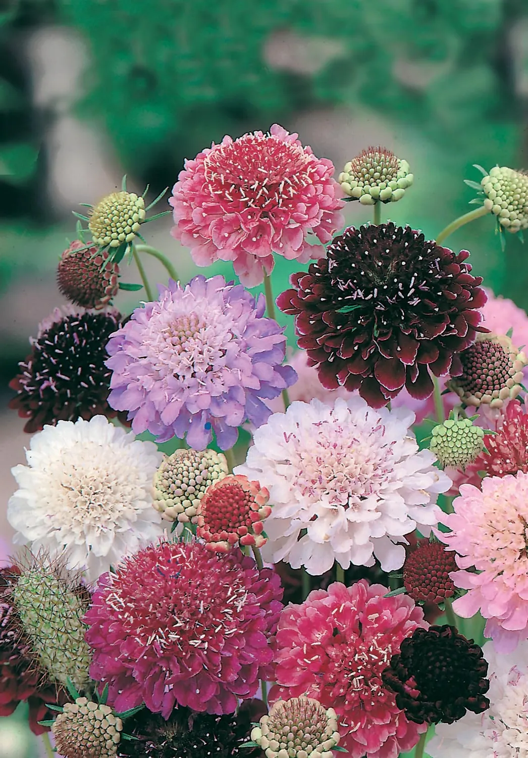 World Botanics Tall Double Mixed scabiosa bloemzaden gemengd