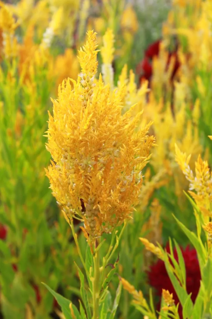 Vitale Rassen Pampas Plume celosia zaden onbespoten