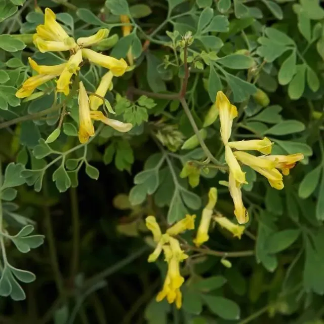MediGran Pseudofumaria lutea zaden gele helmbloem onbespoten