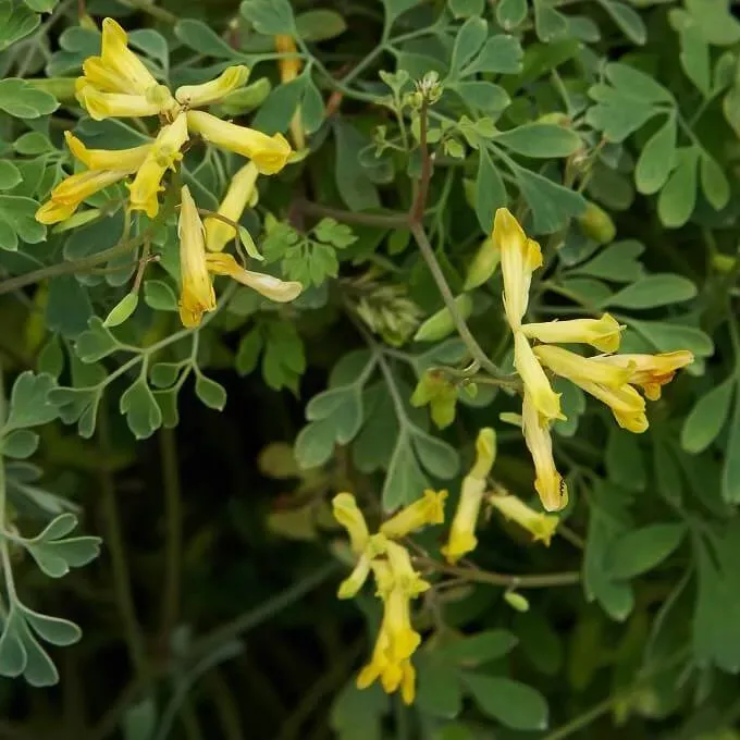 MediGran Pseudofumaria lutea zaden gele helmbloem onbespoten