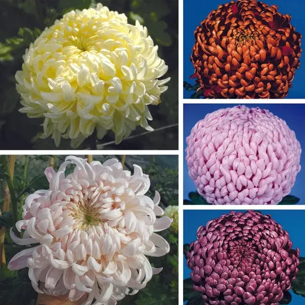 World Botanics Chrysanthemum Classic Collection 5 planten