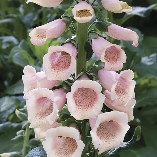 World Botanics Dalmatian Peach vingerhoedskruid 5 planten