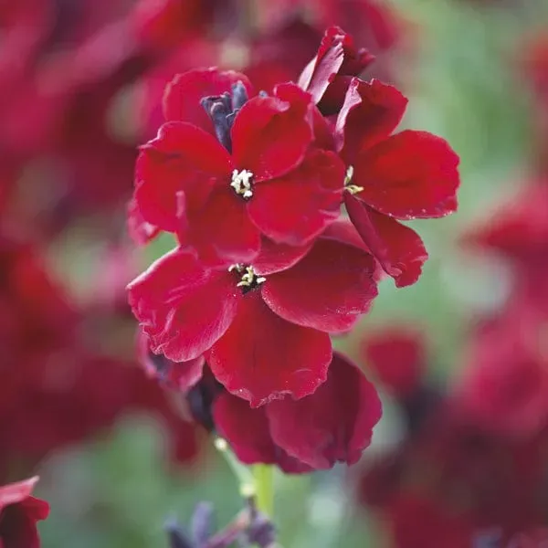 World Botanics Purple Shades muurbloem 10x blote wortel paars