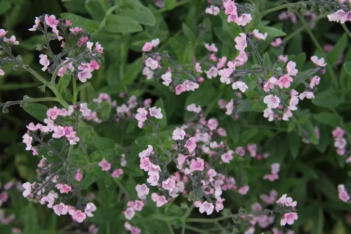 Vitale Rassen Mystery Rose vergeet-me-nietje zaden roze