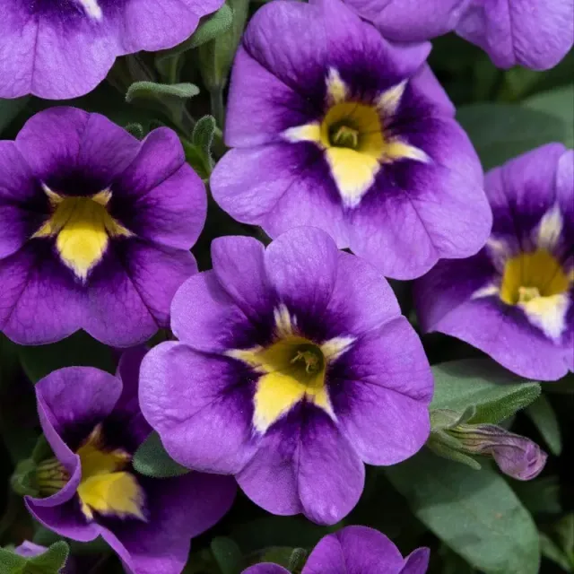 World Botanics Calibrachoa Bumble Bee Blue planten 5 stuks