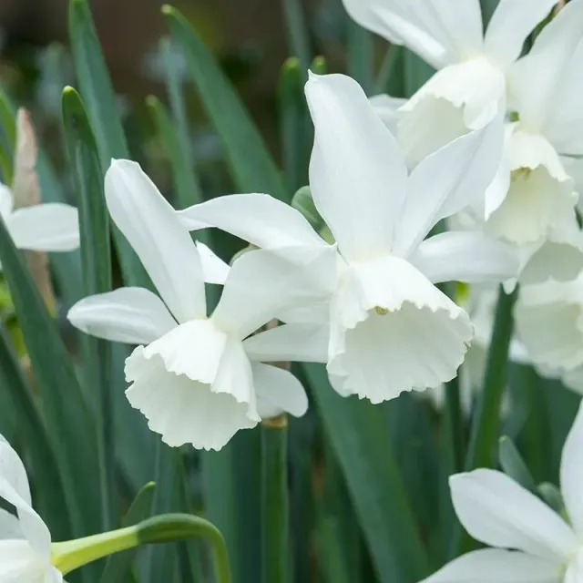 World Botanics Narcissus Thalia bloembollen 15 stuks wit
