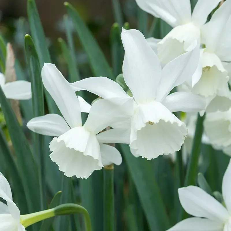 World Botanics Narcissus Thalia bloembollen 15 stuks wit