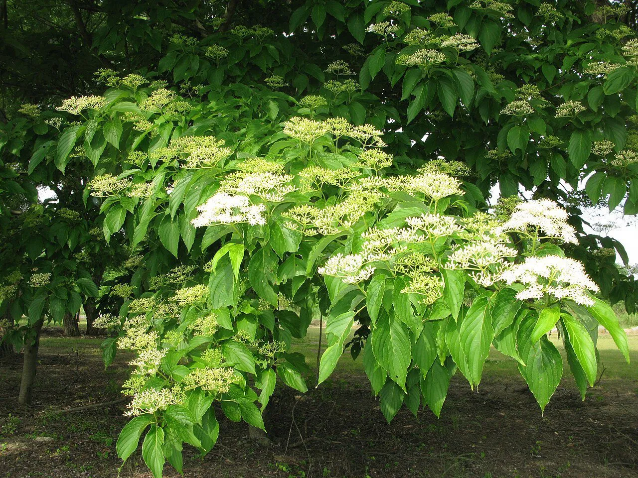 De Tuinen van MergenMetz Macrophylla kornoelje plant 30-40 eetbaar