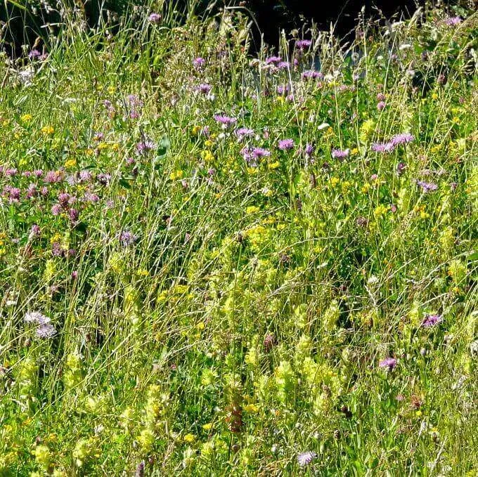 MediGran Graslandflora GV-42 bloemenmengsel zaden onbespoten nat