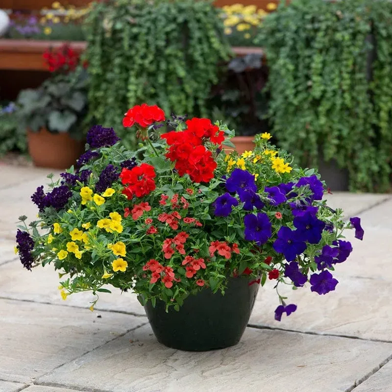 World Botanics Primary Fun Container Mix jonge planten blauw rood geel