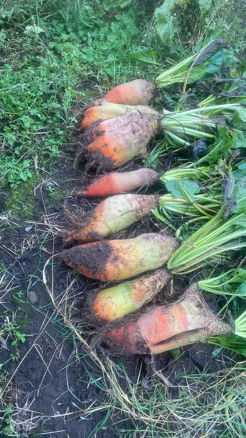 Vitale Rassen lange gele reuzen van Vauriac voederbiet zaden