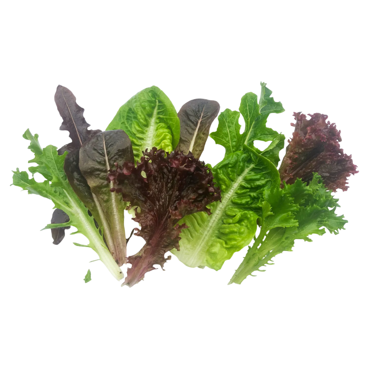 Vitale Rassen Babyleaf slamix zaden heel jaar oogst