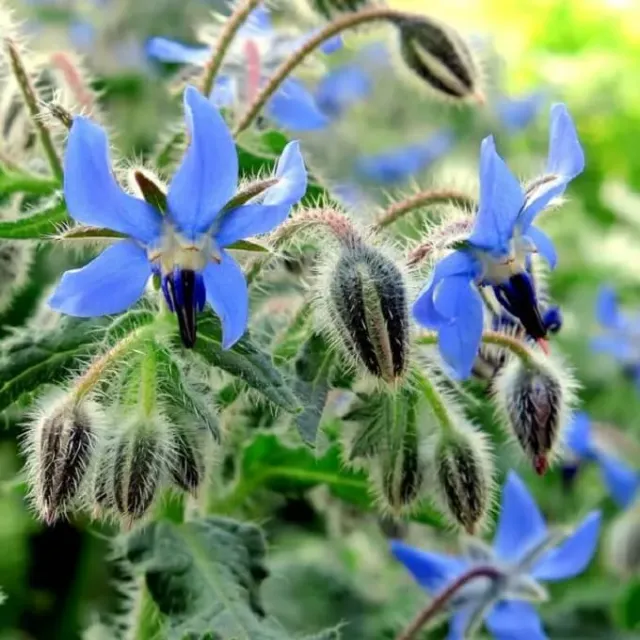 MediGran Borago officinalis bernagie zaden komkommersmaak