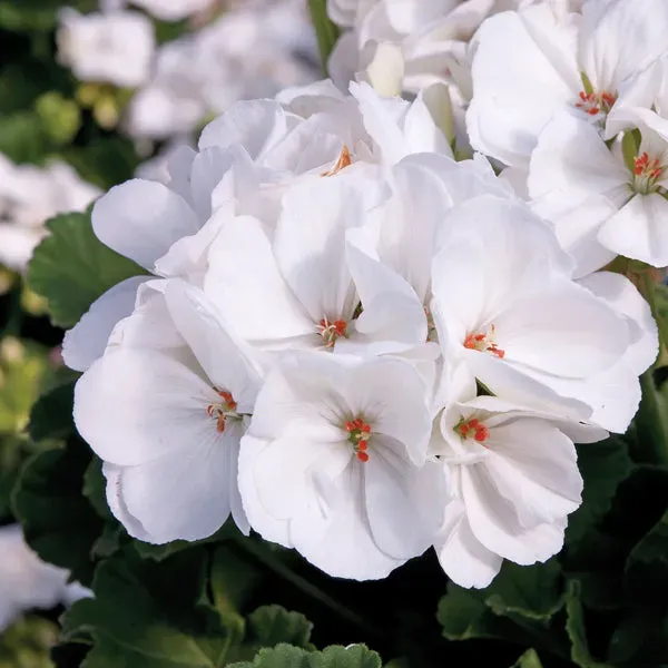 World Botanics Pelargonium Trend Lasse White jonge planten wit