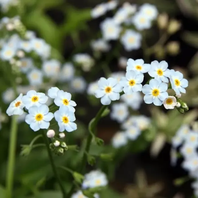 MediGran Myosotis scorpioides zaden blauw onbespoten