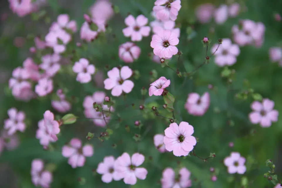 Vitale Rassen Koekruid Pink Beauty zaden