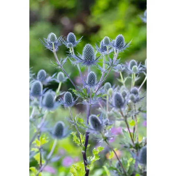 World Botanics Eryngium Blue Glitter kruisdistel 5 planten