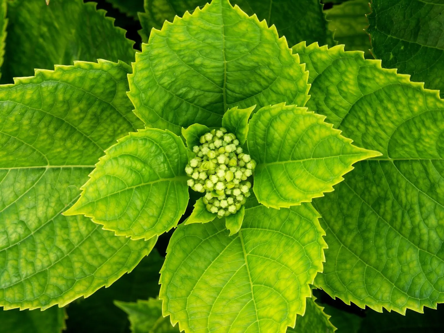 De Tuinen van MergenMetz Mariesii Lilacina berghortensia schaduw