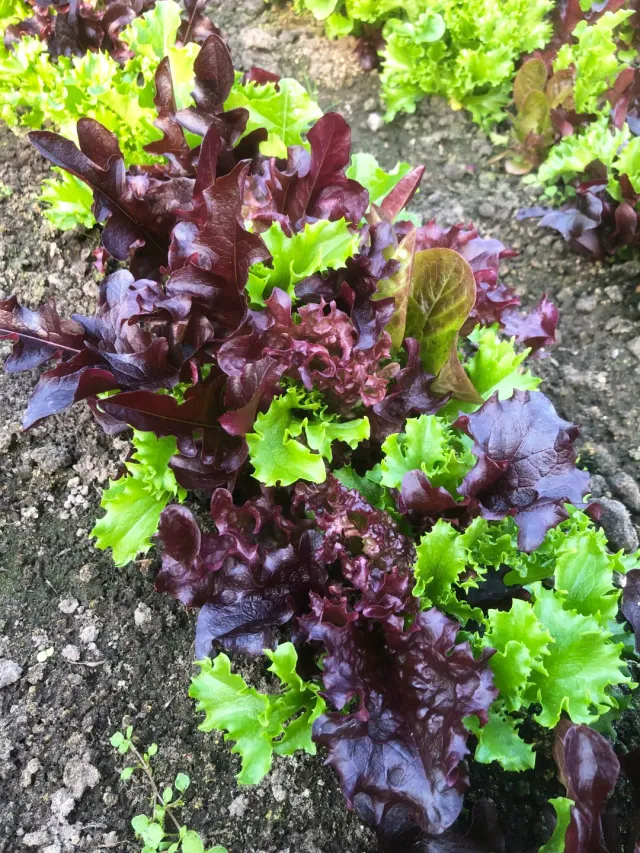 Vitale Rassen Babyleaf slamix zaden heel jaar oogst