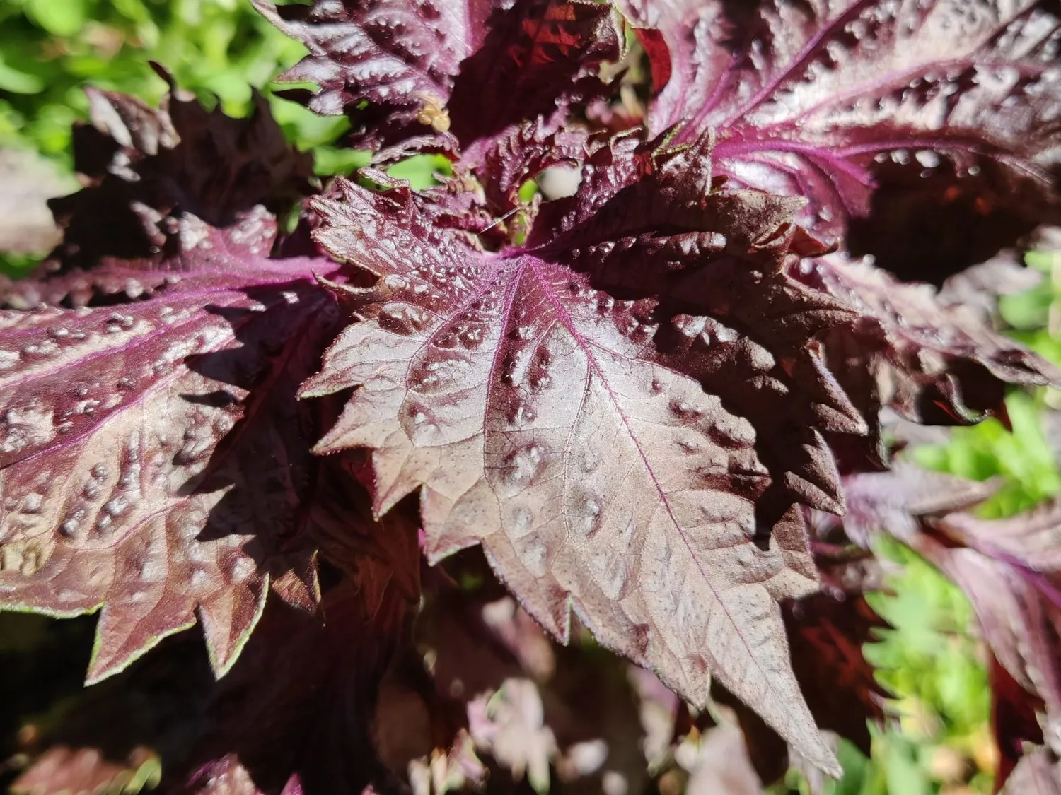 De Tuinen van MergenMetz Rode Perilla shiso zaden 0,3 gram