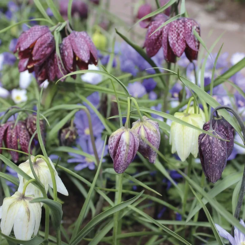 World Botanics Kievitsbloem bloembollen 30 stuks paars-wit
