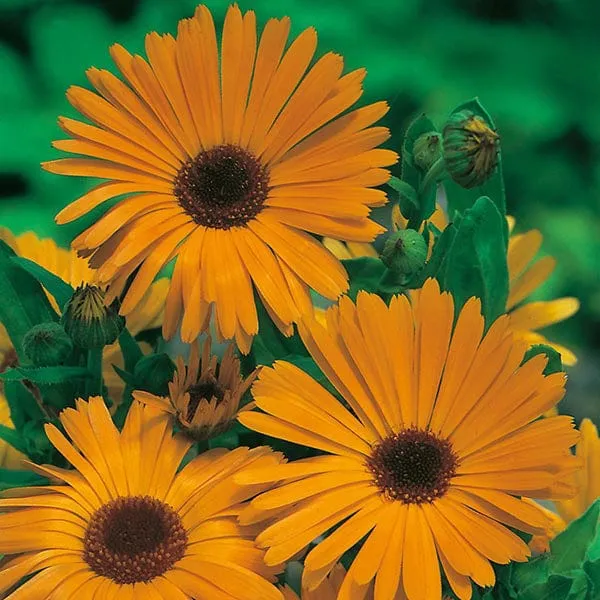 World Botanics Calendula Nova goudsbloemzaden oranje