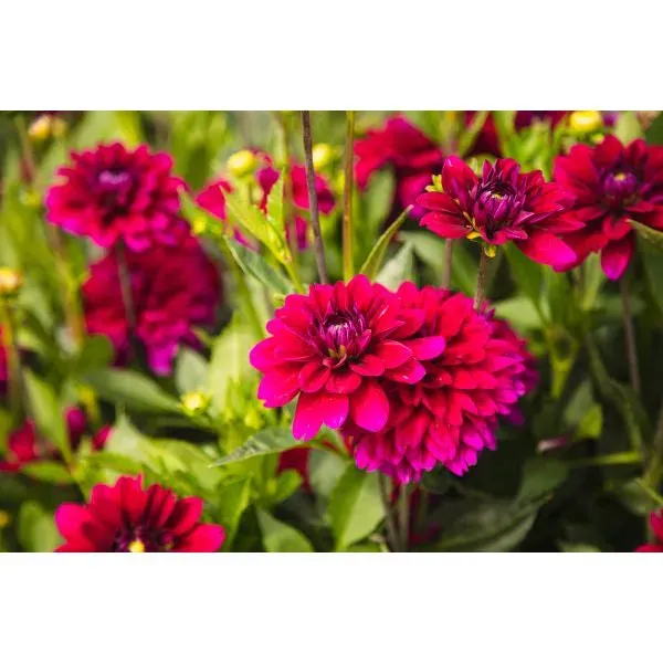 World Botanics Dahlia Mister Blue bloemplant 1 knol roze-paars